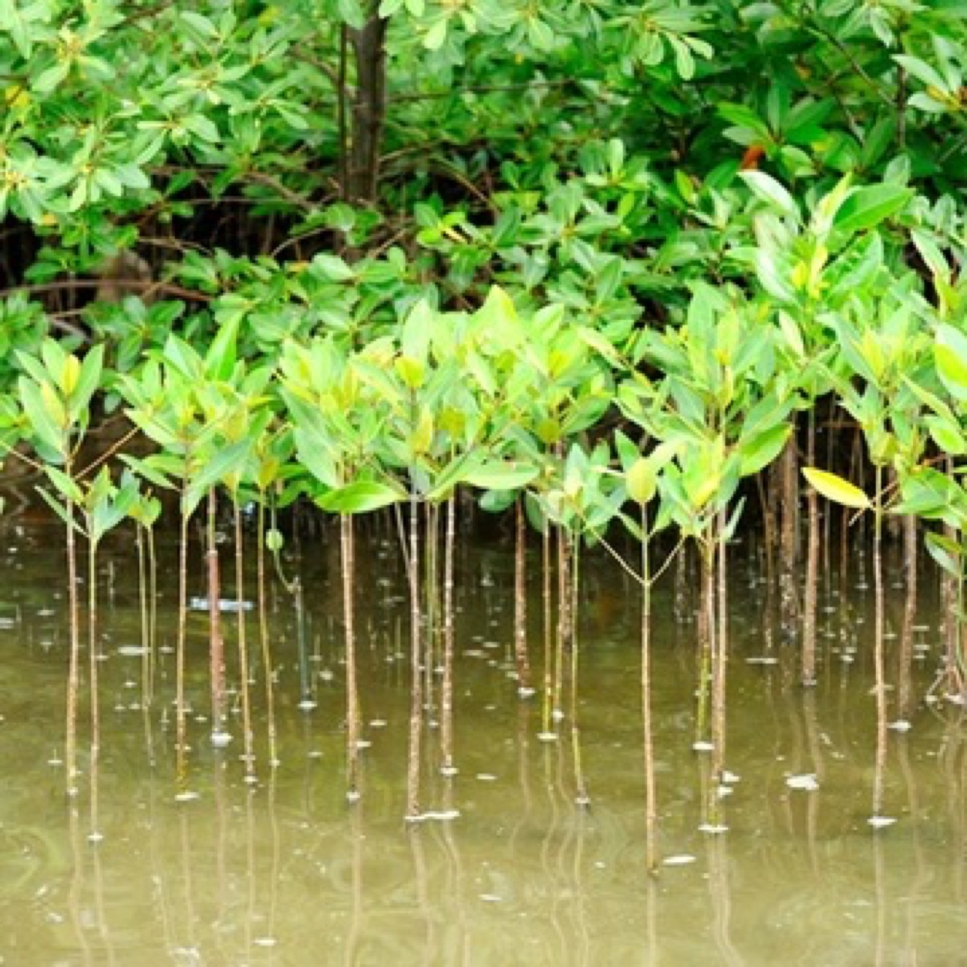 Mangrove saplings planted along the Kenyan coast through Ecodrive partnership